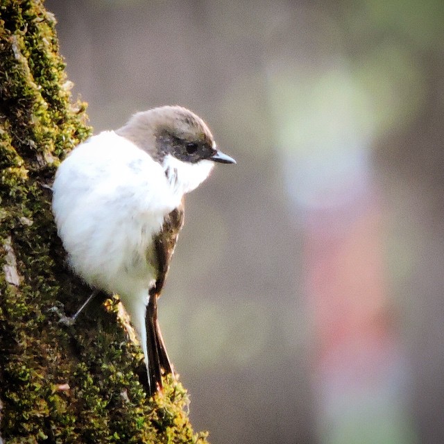 Pied Flycatcher 1