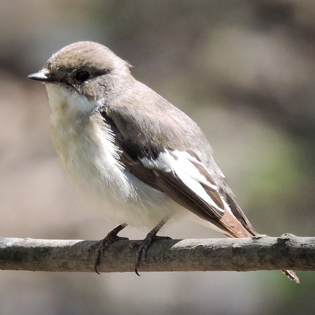 Pied Flycatcher 2