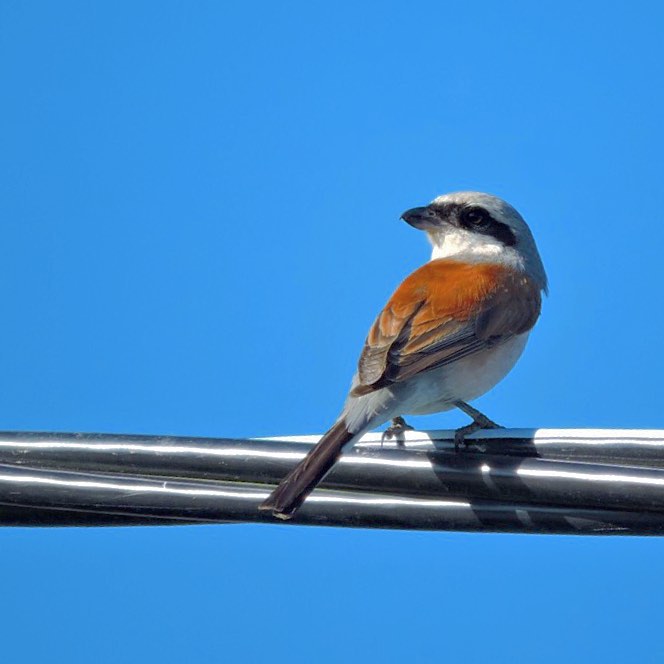 Red Backed Shrike 1