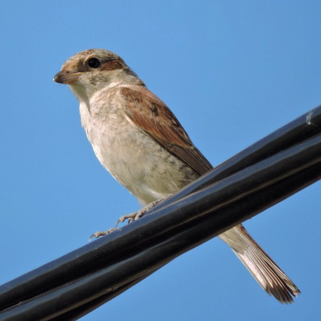 Red Backed Shrike 2