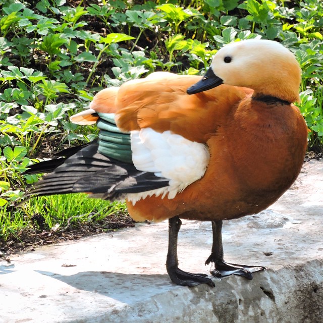 Ruddy Shelduck 1