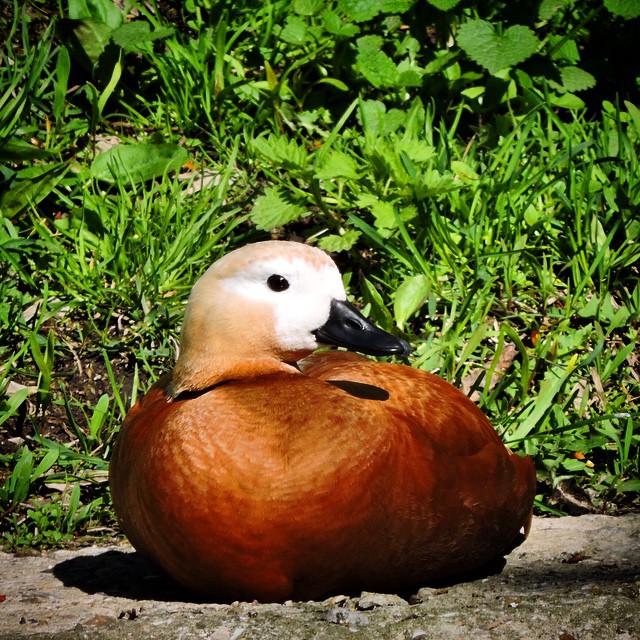 Ruddy Shelduck 2