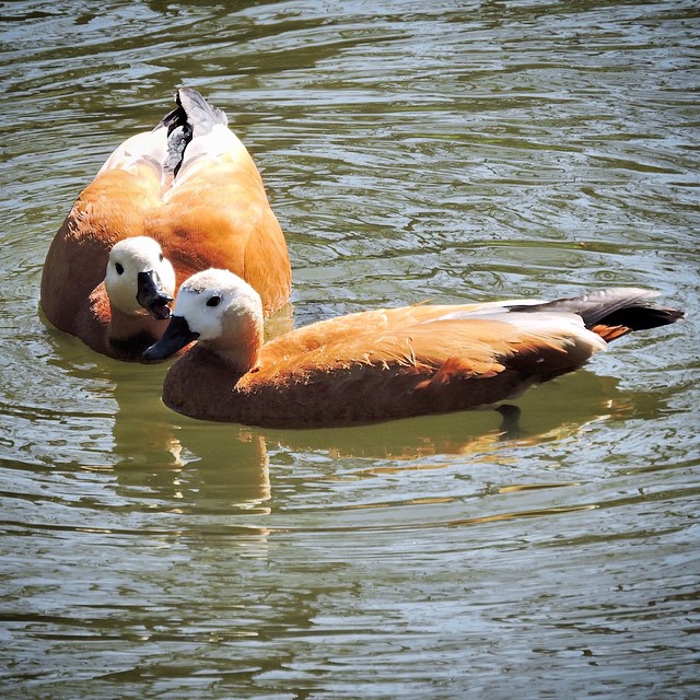 Ruddy Shelduck 3