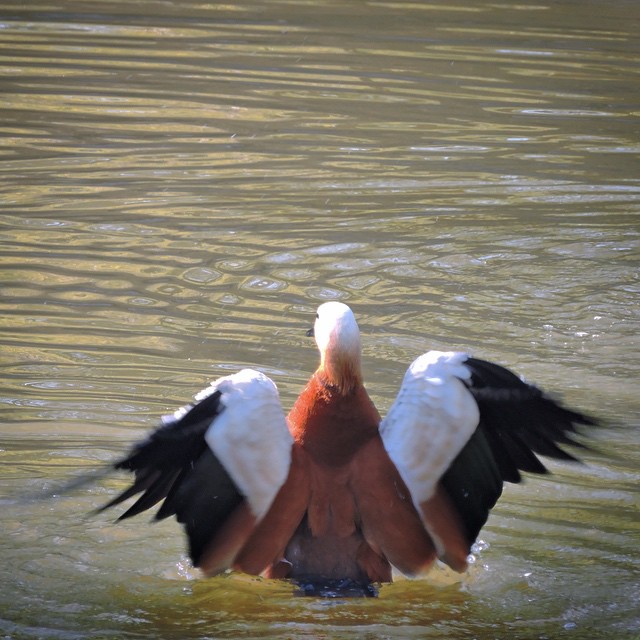 Ruddy Shelduck 4