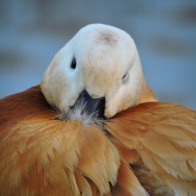 Ruddy Shelduck 5