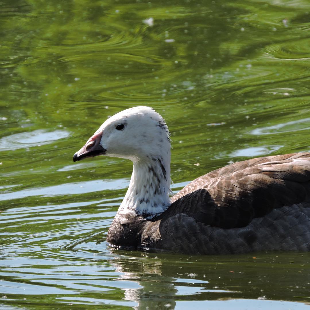 Snow Goose 1