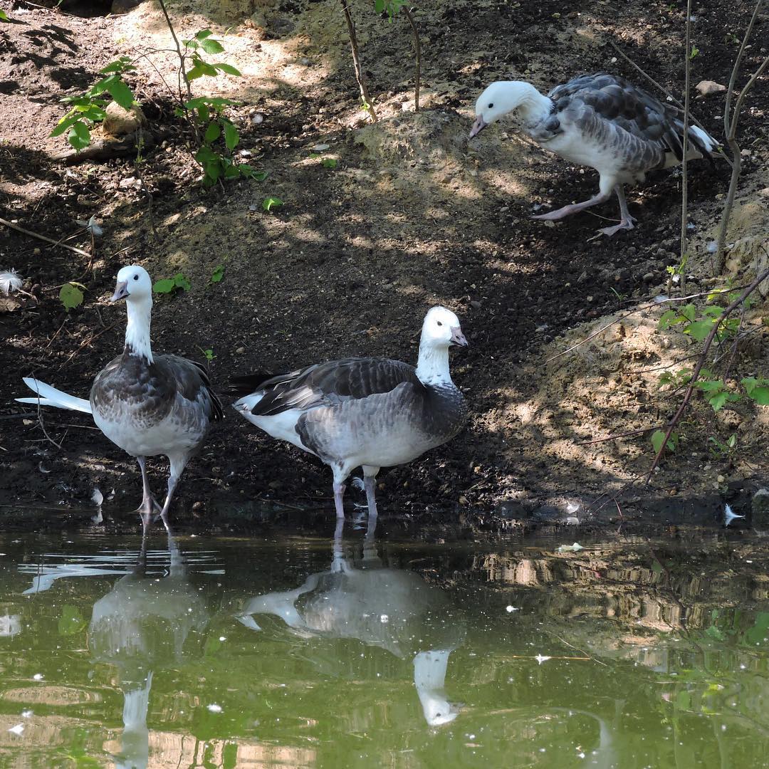 Snow Goose 2