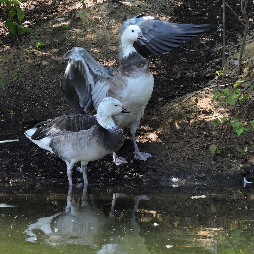 Snow Goose 3