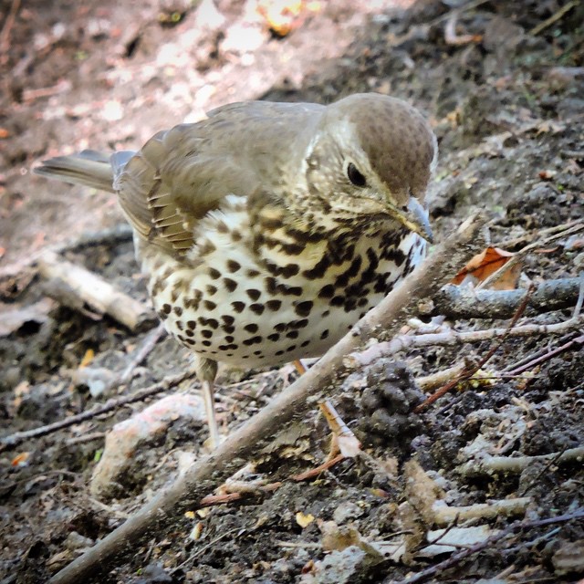 Song Thrush 1