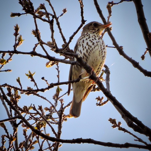 Song Thrush 2