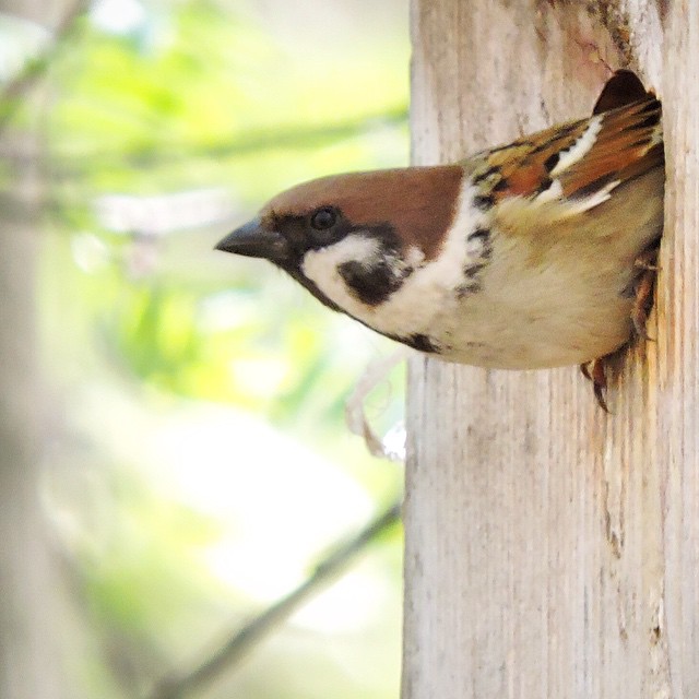 Tree Sparrow 1