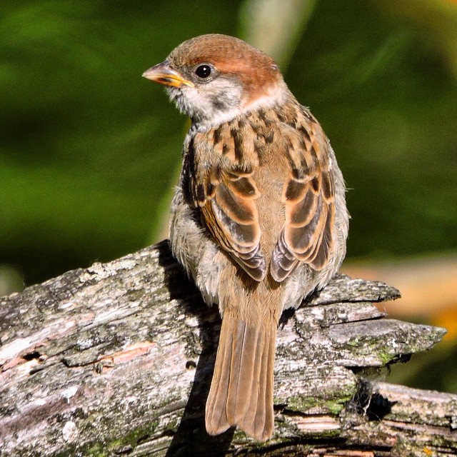 Tree Sparrow 2