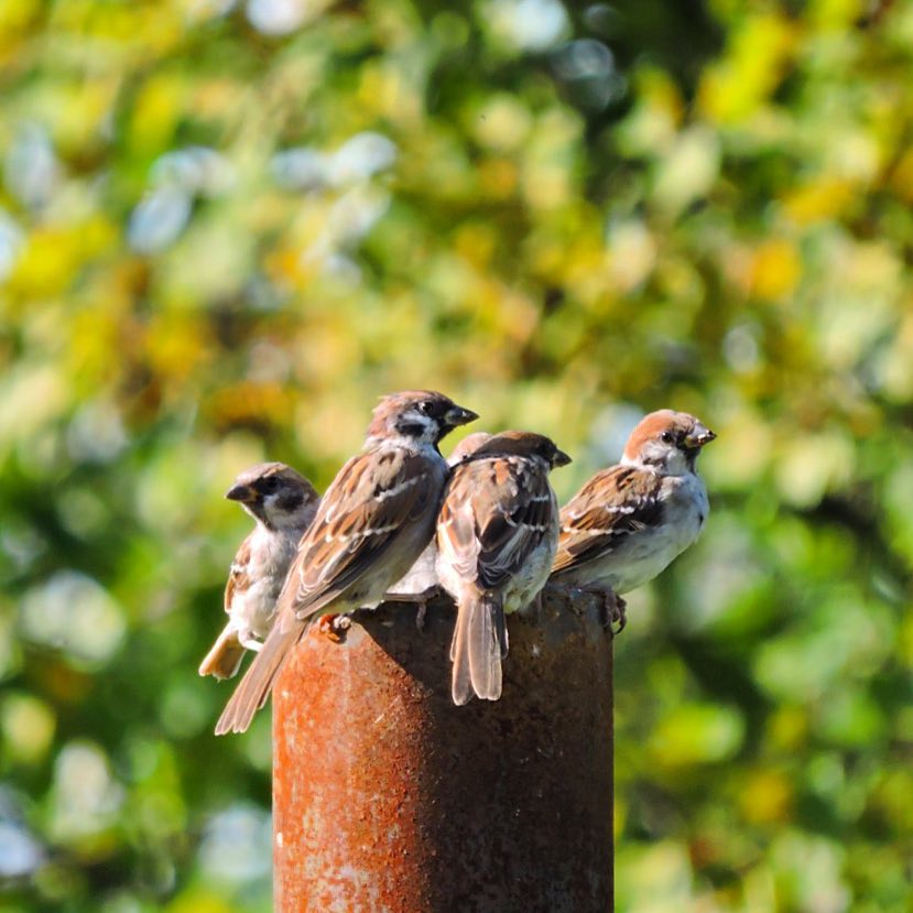 Tree Sparrow 3