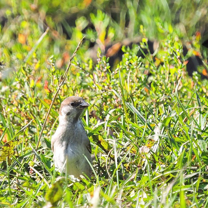 Tree Sparrow 4