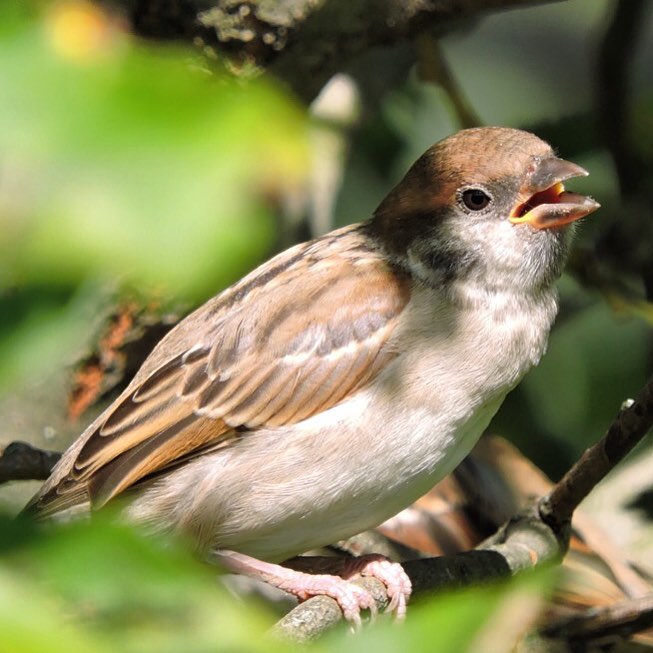 Tree Sparrow 5