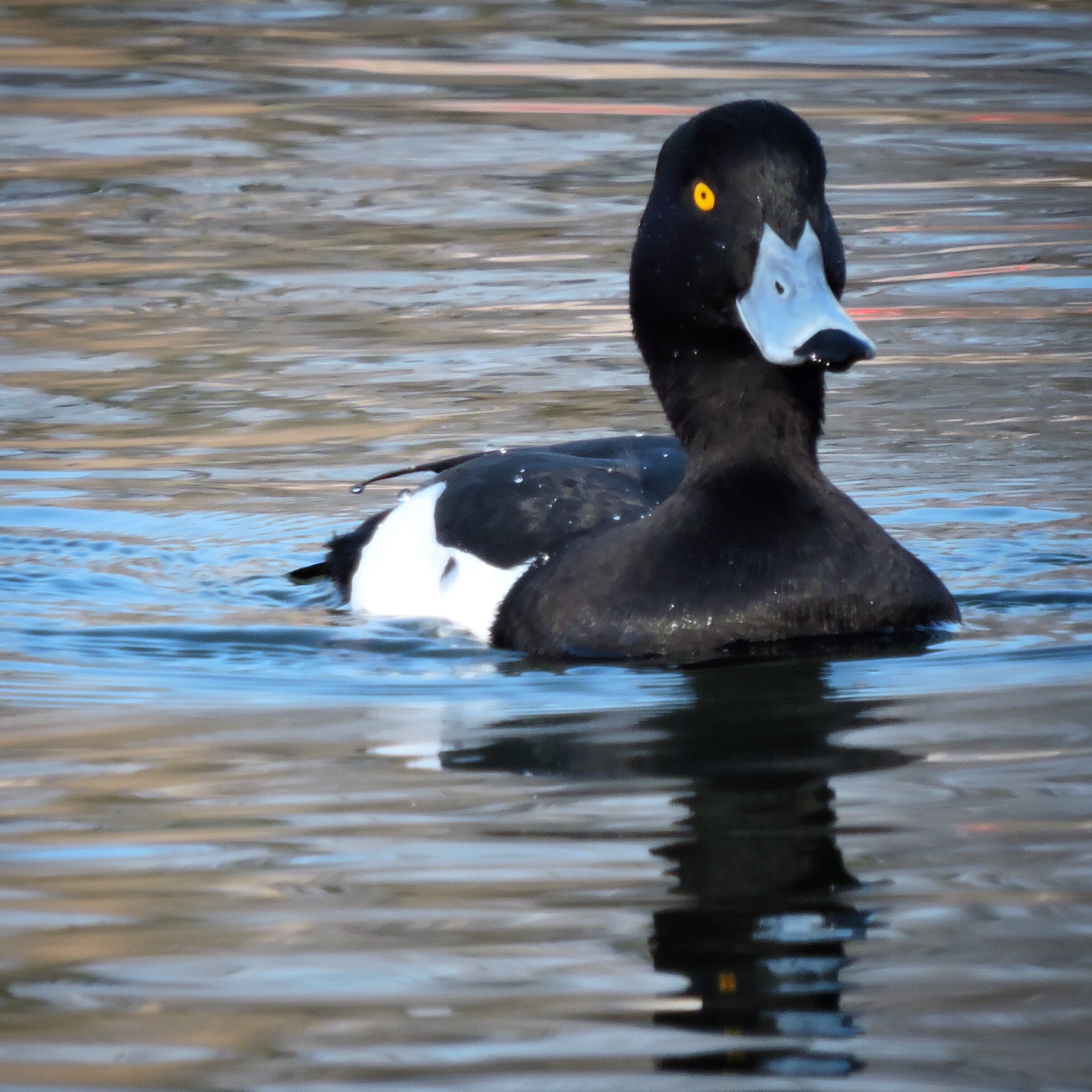 Tufted Duck 1