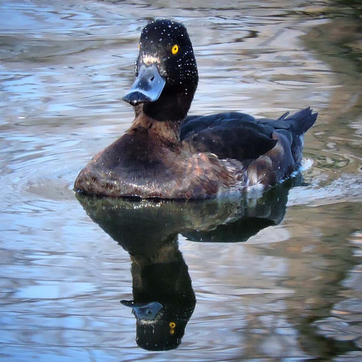 Tufted Duck 2