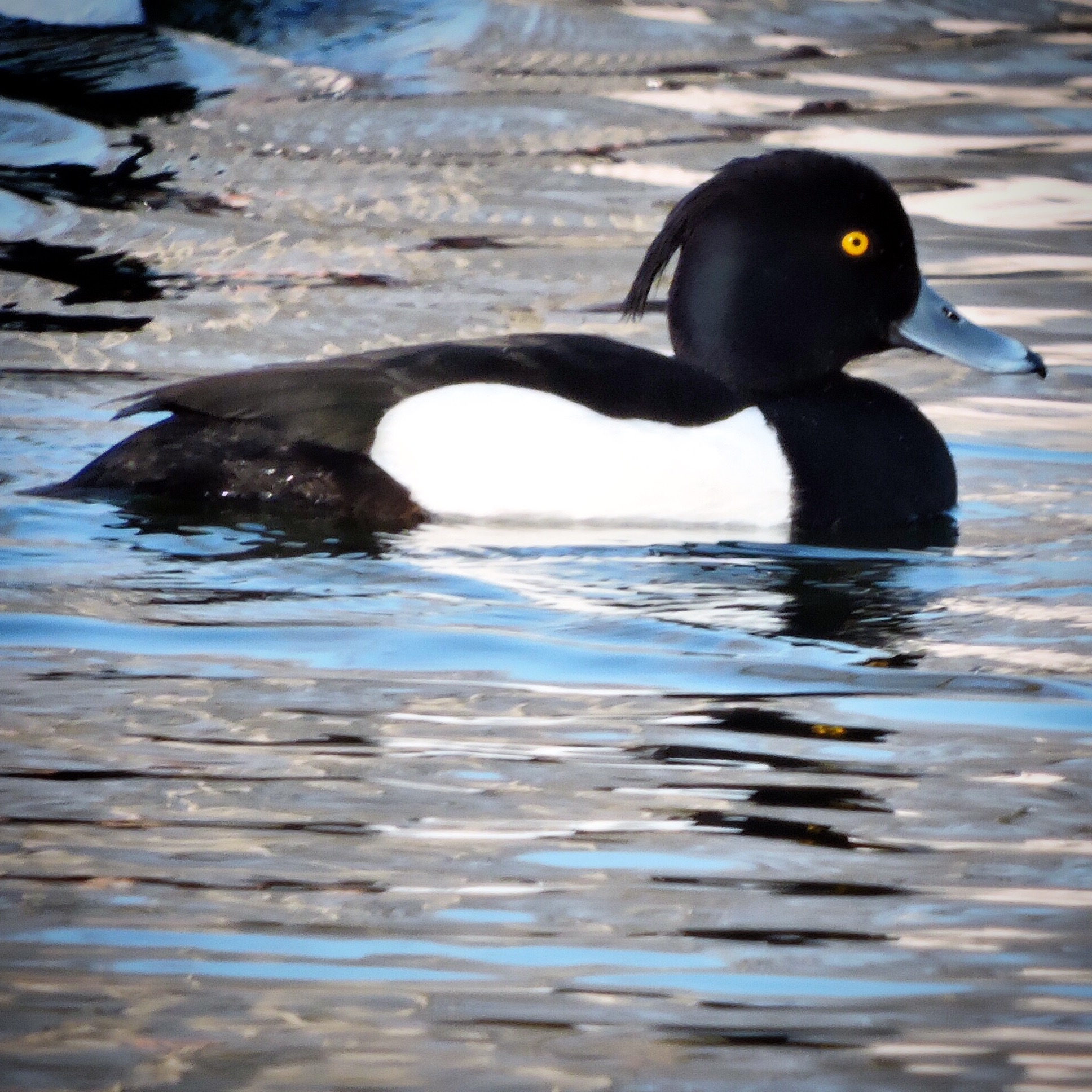 Tufted Duck 3