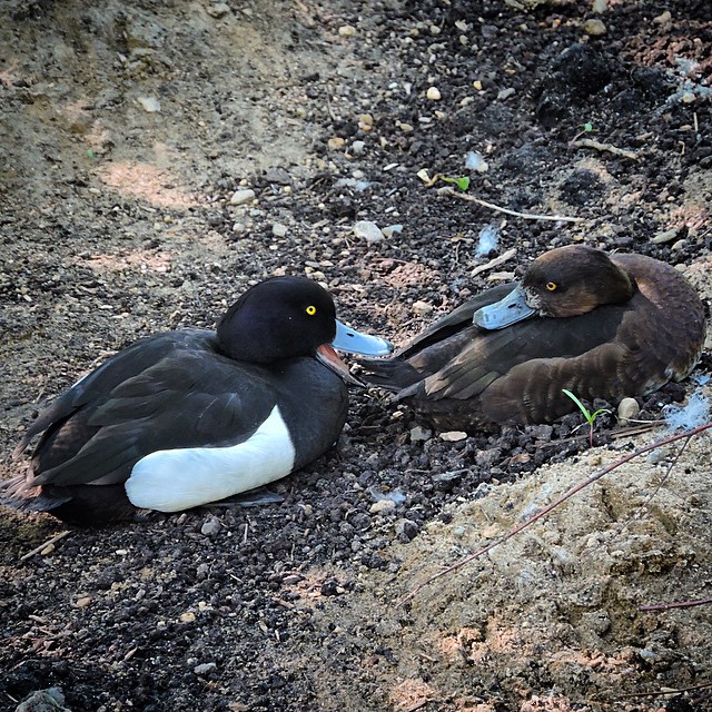 Tufted Duck 4