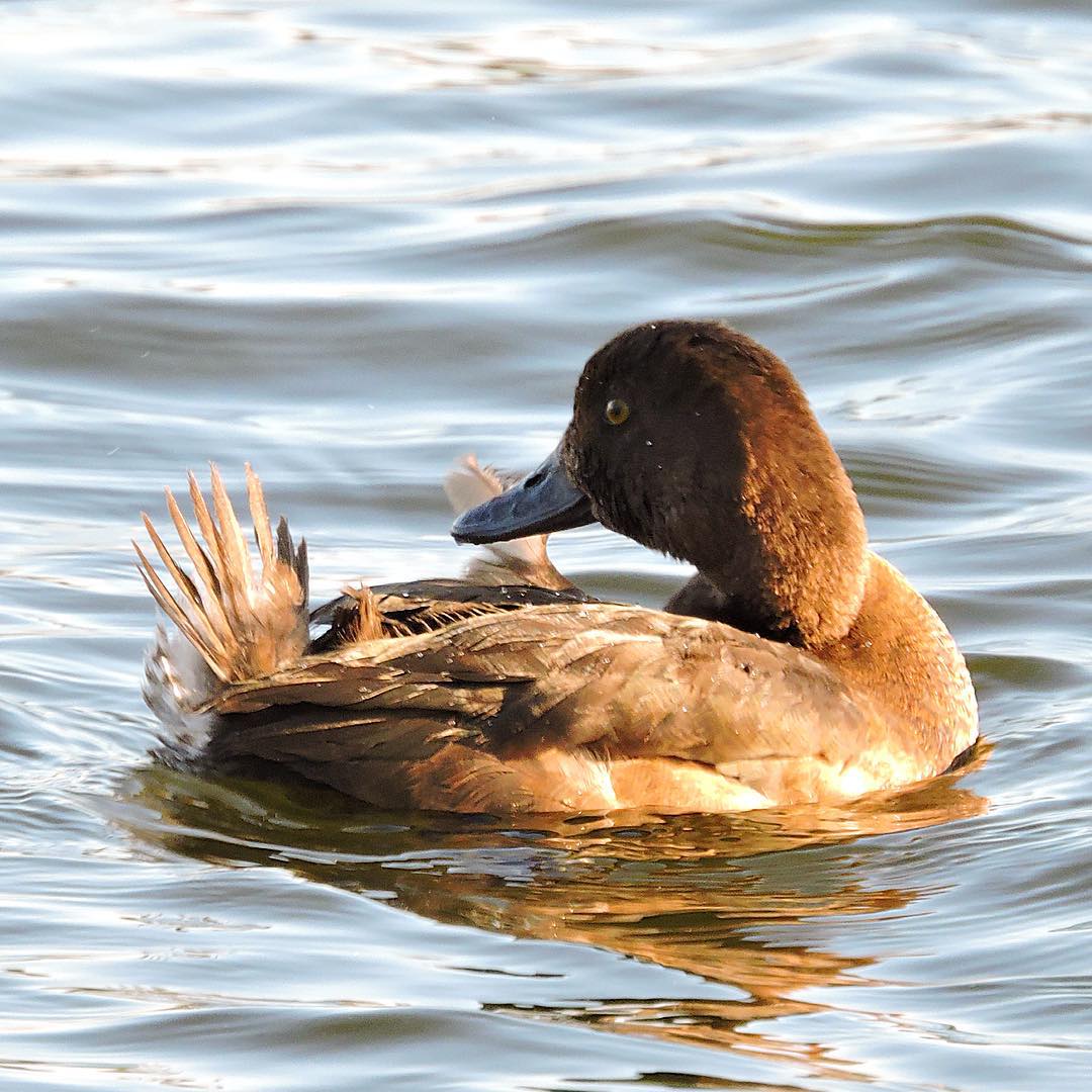 Tufted Duck 5