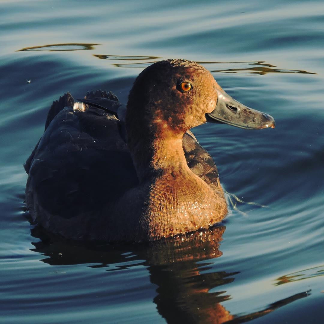 Tufted Duck 6