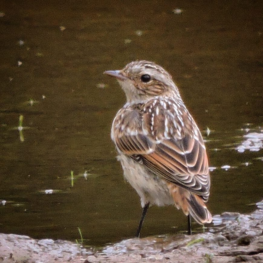 Whinchat 1