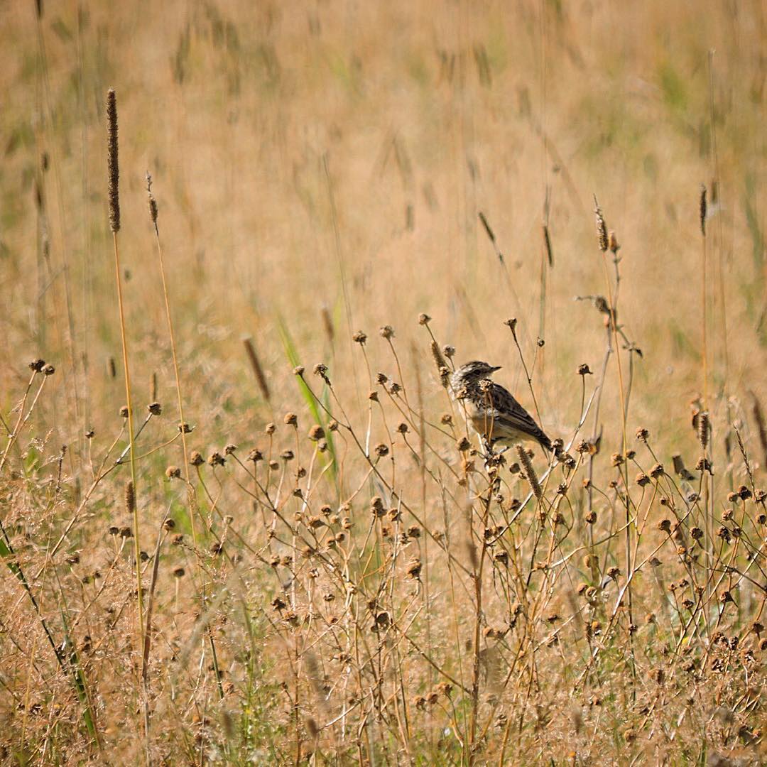 Whinchat 2