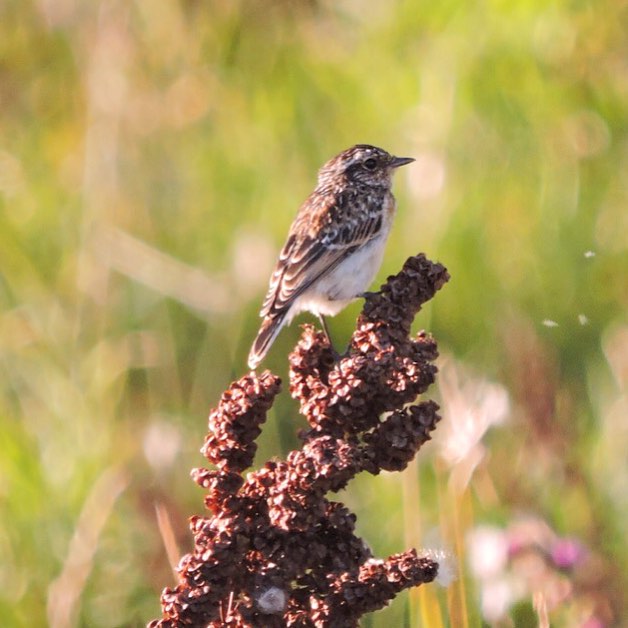 Whinchat 3