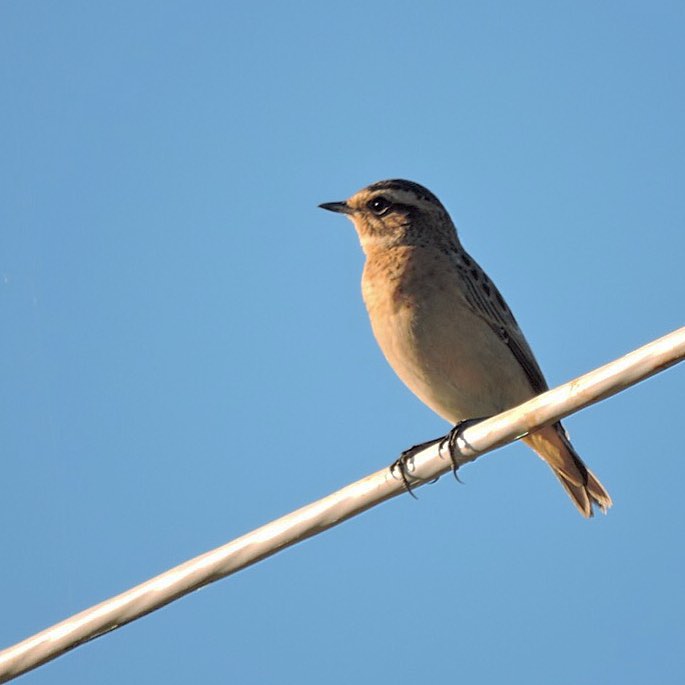 Whinchat 4