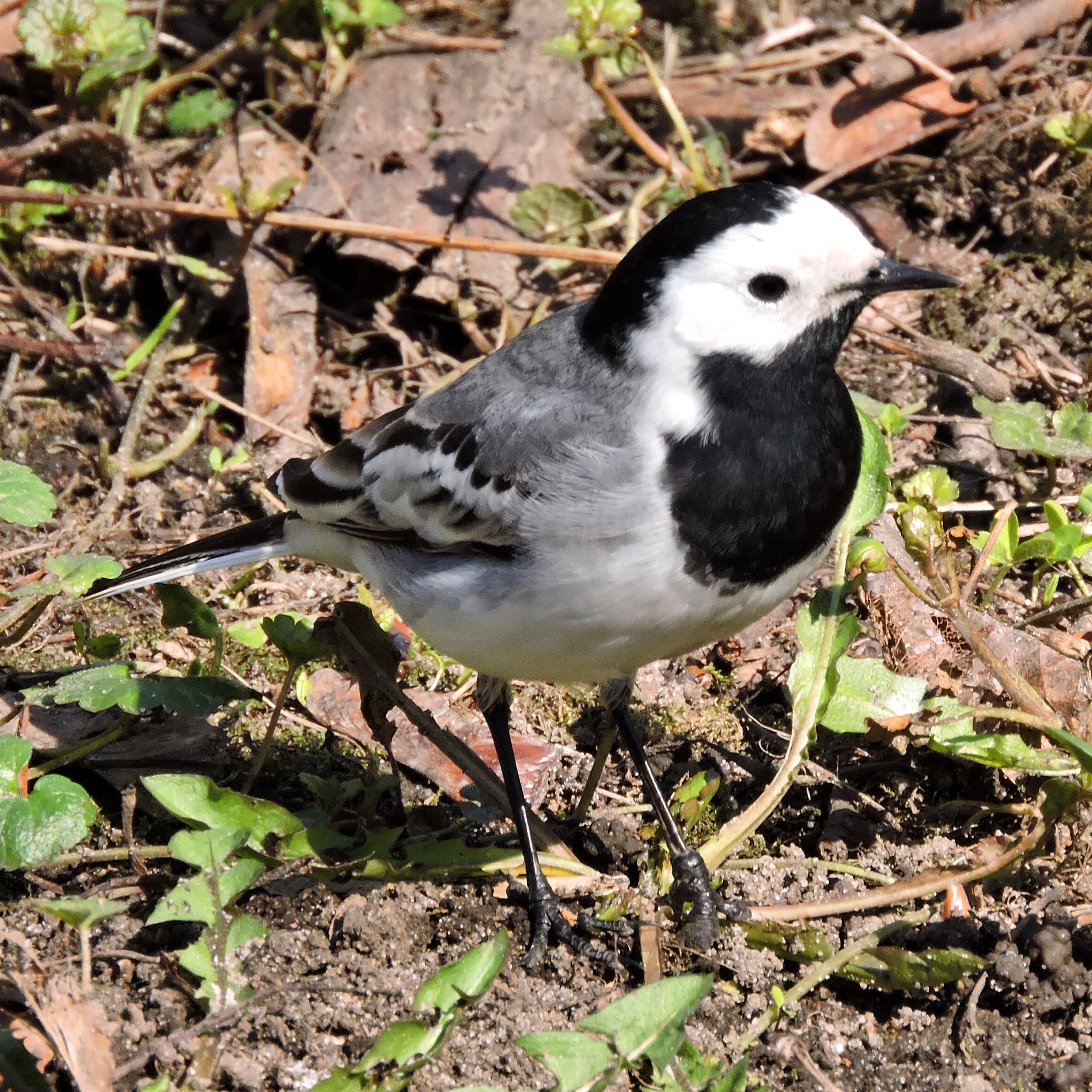 White Wagtail 1