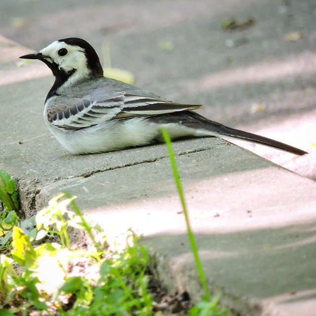 White Wagtail 2