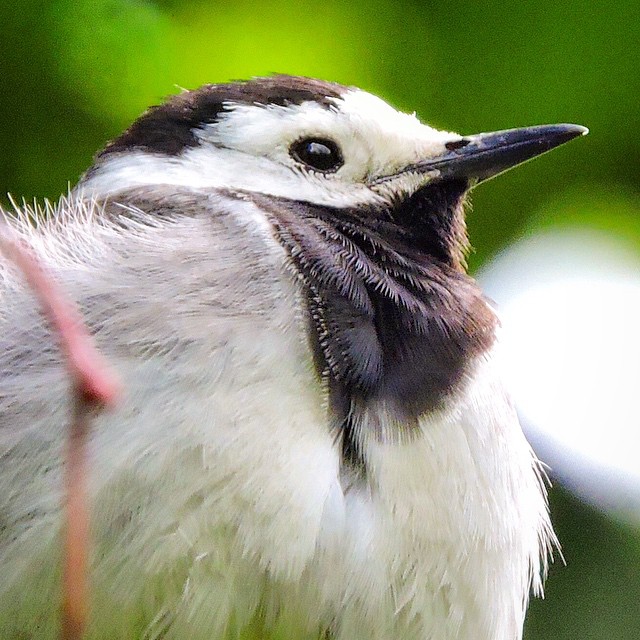 White Wagtail 3