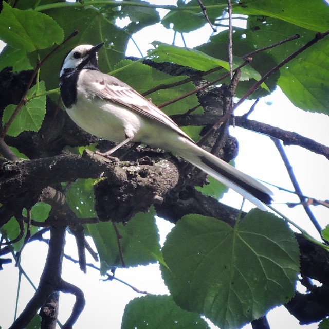 White Wagtail 4