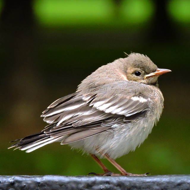 White Wagtail 5