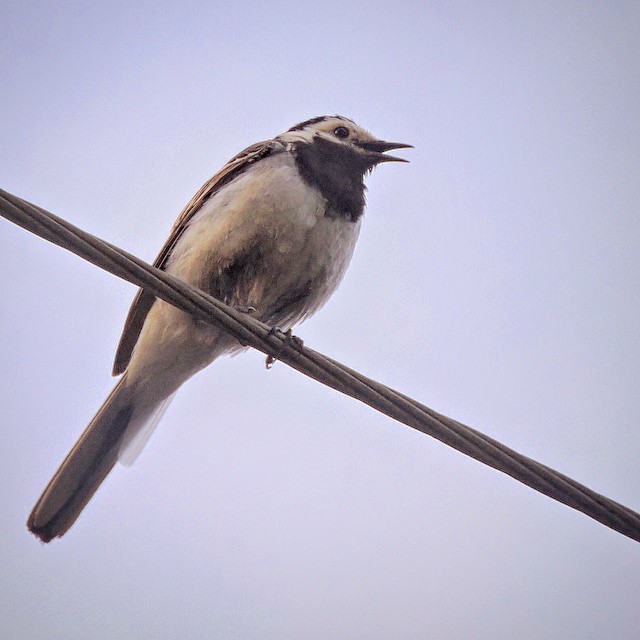 White Wagtail 6