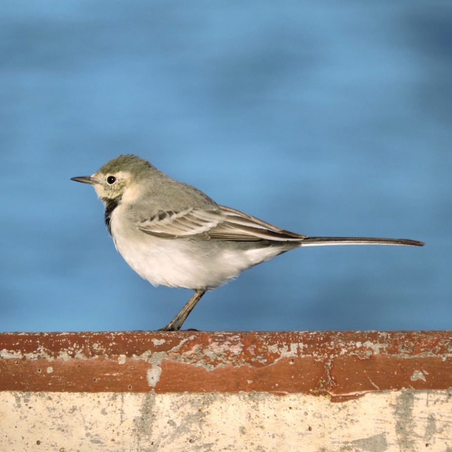 White Wagtail 7