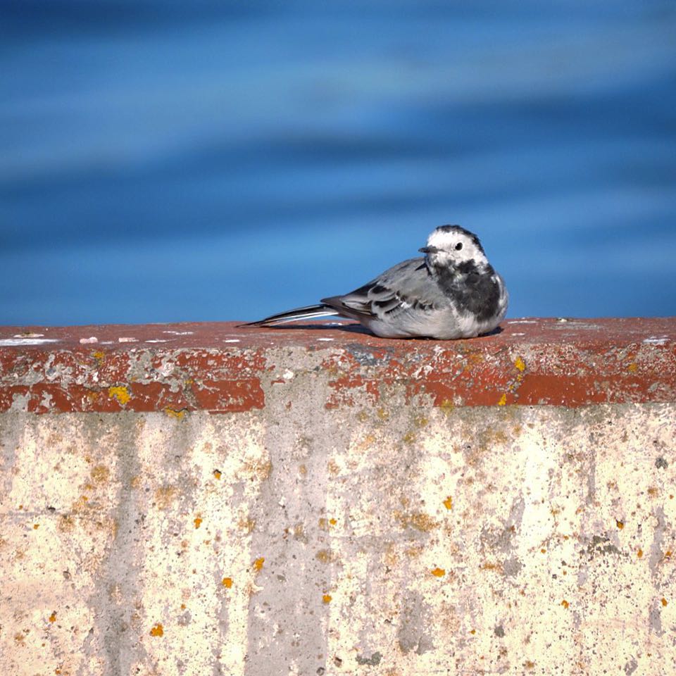 White Wagtail 8