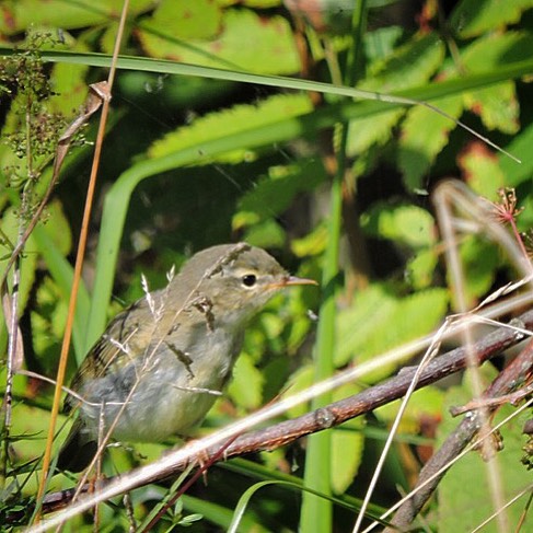 Willow Warbler 1