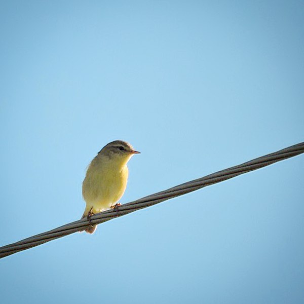 Willow Warbler 2