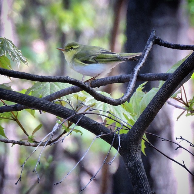 Wood warbler