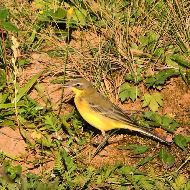 Yellow Wagtail 1