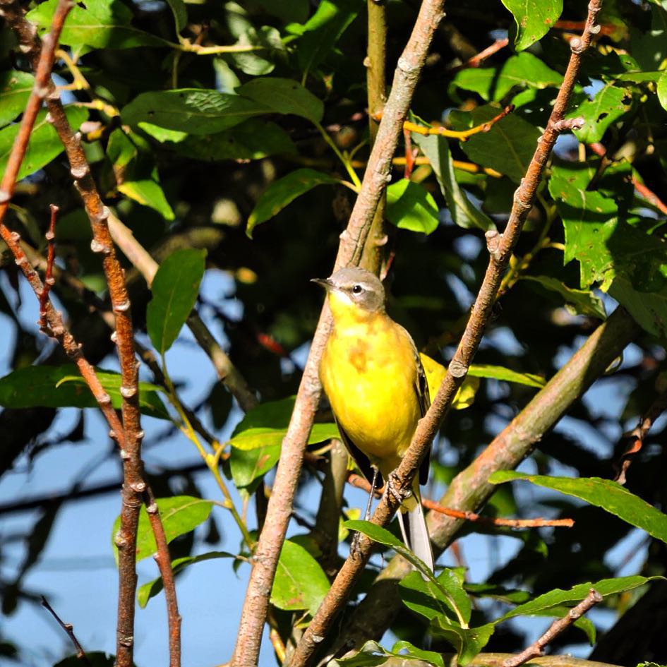 Yellow wagtail