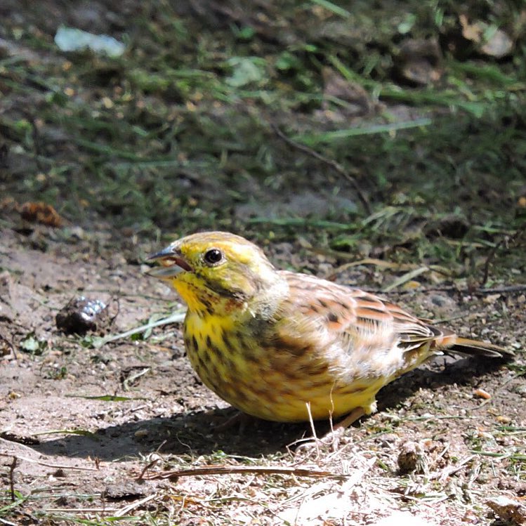 Yellowhammer 1