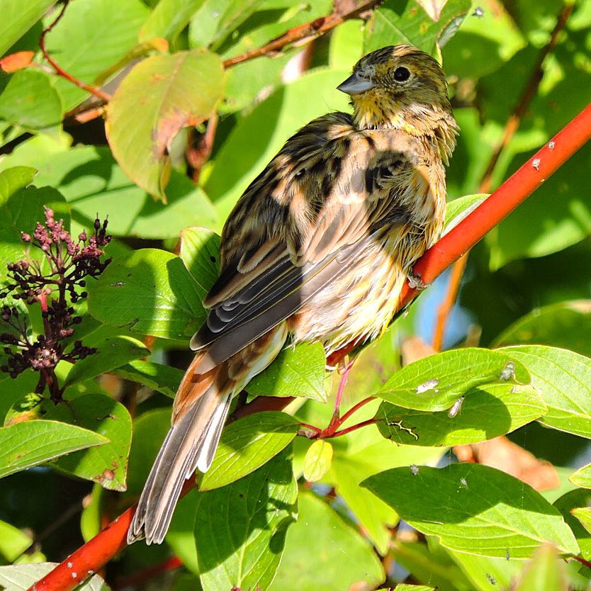 Yellowhammer 2