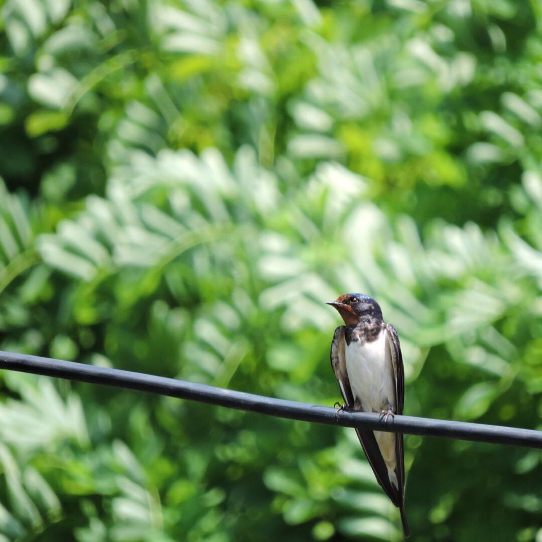 Barn Swallow 5