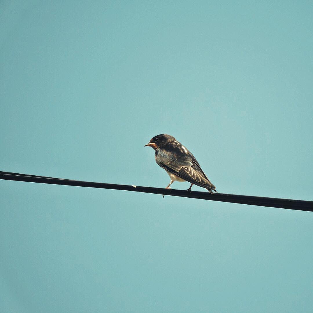 Barn Swallow 6