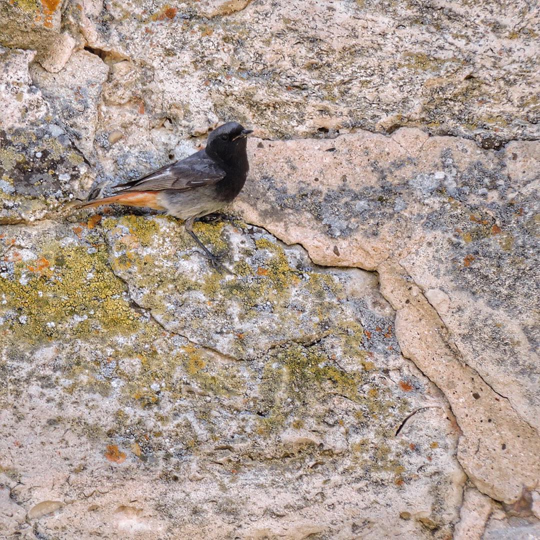 Black Redstart 2