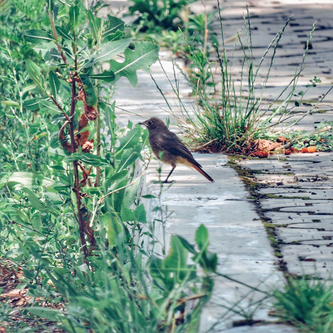 Black Redstart 3