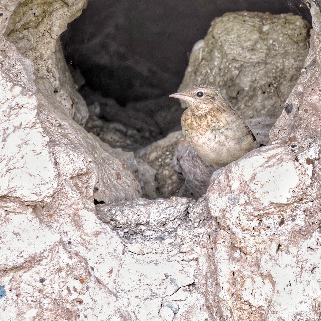 Black Redstart 4