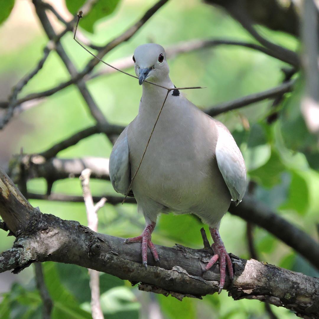 Collared Dove 1